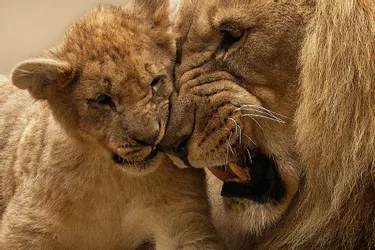 Naissance inattendue de deux lionceaux d'Afrique au zoo d'Amnéville