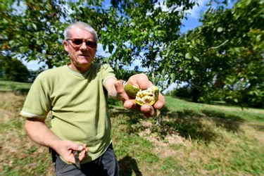 La noix de Corrèze subit une concurrence mondiale
