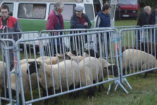 Stabilité des cours à la foire aux moutons