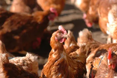 Grippe aviaire : quinze communes corréziennes en zones réglementées