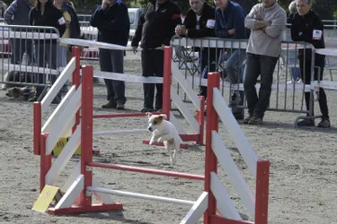 Sport canin 19 a organisé un concours canin, hier, derrière le complexe sportif d’Ussac