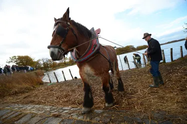 Des chevaux de trait en renfort à l'étang des Landes pour une pêche exceptionnelle en Creuse