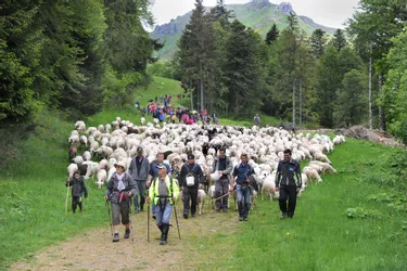 Transhumance : 800 moutons à l'arrivée au Lioran