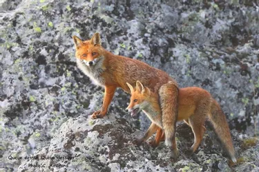 Le renard doit-il encore être classé nuisible dans le Puy-de-Dôme ?