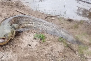 Il pêche un silure de 80 kg et de deux mètres de long dans la rivière Allier à Vichy
