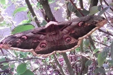 À Cusset (Allier), un papillon XXL niché dans un buisson