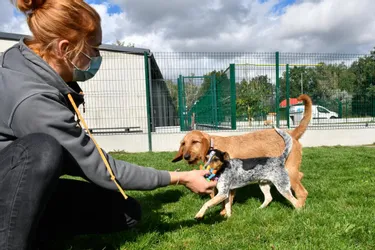 325 chiens et chats errants placés en fourrière à Montluçon (Allier) en un an