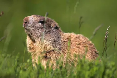 Observation des marmottes au Chambourguet