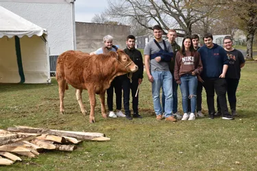 Premiers tours de ring pour les jeunes bovins limousins au lycée agricole de Naves (Corrèze)
