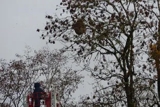Un nid de frelons asiatiques détruit