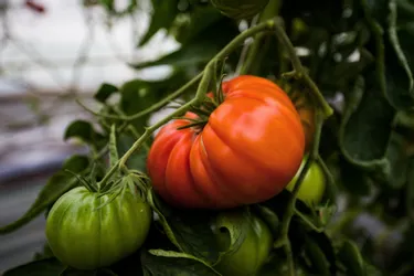 Alerte rouge sur les tomates : la France sous la menace du redoutable virus ToBRFV