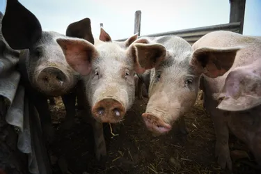 Les contrôles vétérinaires de l'élevage porcin de Limoise (Allier) n'ont pas constaté de maltraitance lors de leur inspection