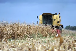 Allier : la récolte de céréales en forte baisse