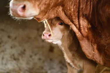 Vaches blessées, chiens laissés sans eau... Chronique d'une ferme à la dérive dans le Sancy (Puy-de-Dôme)