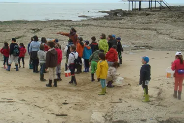 Les enfants découvrent le milieu marin