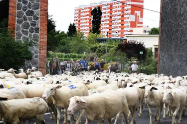 Brebis et chèvres ont défilé dans la ville