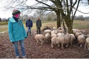 Les agnelles de l’éleveuse Alicia Bestin s’attaquent aux bouleaux et ligneux indésirables
