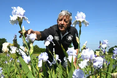 Dans le jardin de Christian Leydet, les iris tapent dans l’œil des visiteurs