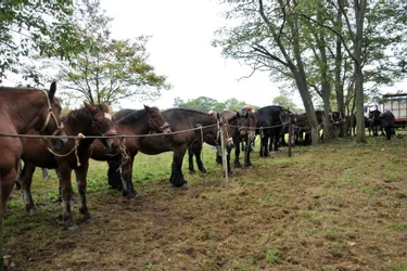 La foire aux chevaux, une des plus anciennes de la région, aura lieu lundi prochain, au Veurdre