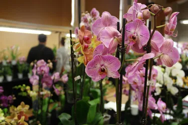 Un tout premier Salon des orchidées pour une bonne cause à Aurillac