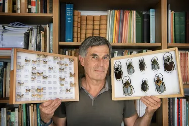 Des guêpes tueuses d'araignées, des scarabées géants : les incroyables coulisses de la Société d’histoire naturelle Alcide-d’Orbigny (Auvergne)