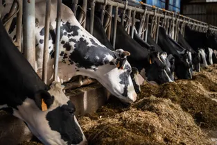 Lois sur la filière bovine : une démarche de labellisation coûteuse pour les éleveurs indépendants du Puy-de-Dôme