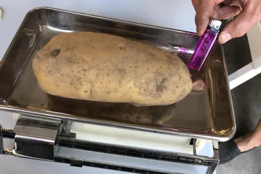 Une belle patate de plus de 1 kilo !