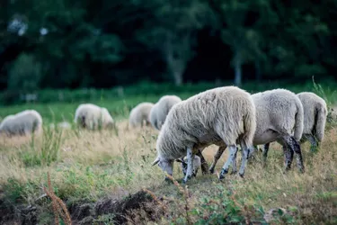 Une opération d'évacuation d'animaux effectuée à Saint-Rémy (Corrèze) après la découverte d'une soixantaine d'ovins morts