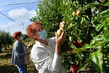 Dans la Creuse, les pommes se cueillent avec un peu d'avance au verger de la Salle au Chauchet