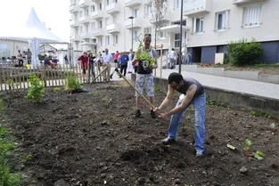 Les jardins participatifs fleurissent à Saint-Jacques Sud