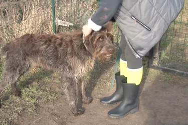 Gus, un chien Griffon Korthals de 8 ans à adopter à l'APA du Puy-de-Dôme
