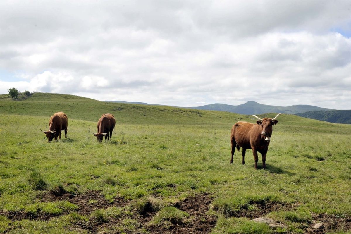 Nos 5 idées de sortie de ce samedi 9 août dans le Cantal - La Montagne