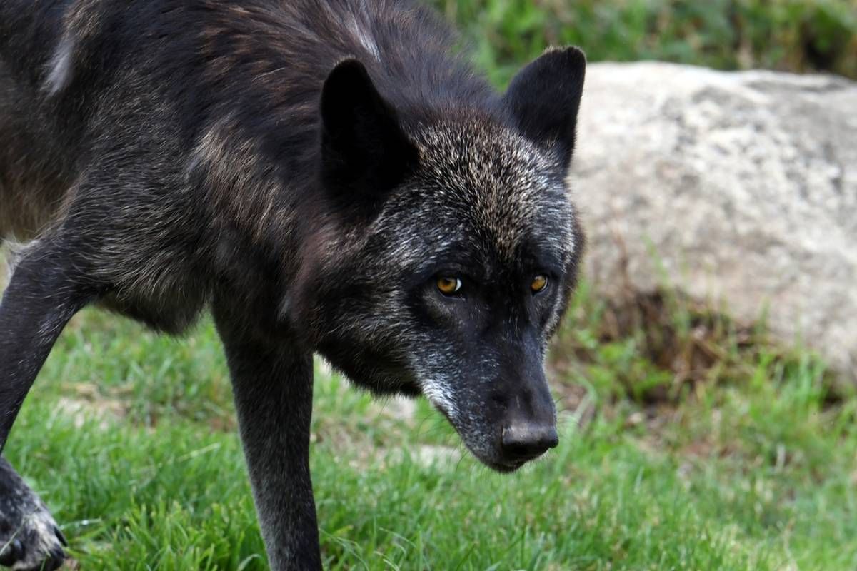 Un loup tué dans la Nièvre par un tir de louvetier caché derrière des bottes de paille : "À mon avis, ce loup n’est pas le seul"