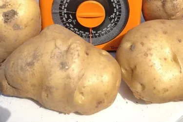 Une belle récolte de pommes de terre