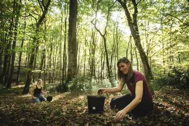 Les glandeurs ont investi la forêt de Tronçais (Allier), une première depuis 2014