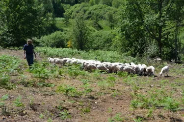 Comment le pastoralisme fait un retour en force sur le plateau de Millevaches en Corrèze
