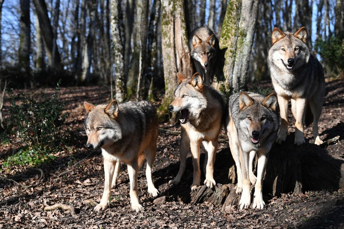 Le parc forestier et animalier l'Espace Rambouillet rouvre ses portes ...