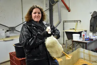 À Saint-Viance (Corrèze) Julie Dignac s'est reconvertie dans le canard