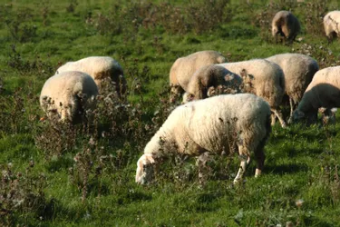 Fièvre catarrhale ovine : l'élevage de l'Allier placé sous "surveillance renforcée" [Mise à jour]