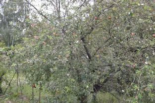 Sur le même arbre, des pommes mais aussi des fleurs !