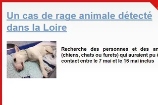 Loire : six hommes ayant été en contact avec un chien mort de la rage recherchés