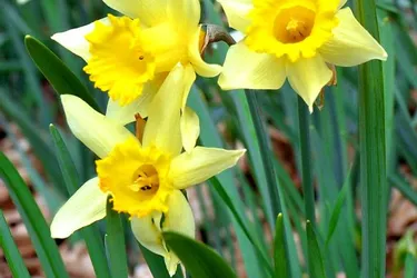 With Daffodils, comes spring