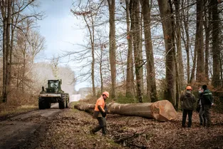 Le prix du bois en forte hausse cette année dans l'Allier avant la grande vente de Cérilly