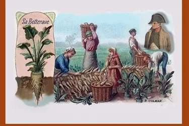 Face à la pénurie, Napoléon Ier imposa dans la Creuse la culture de la betterave sucrière et du pastel