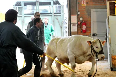 214 bovins charolais au concours agricole de Varennes-sur-Allier