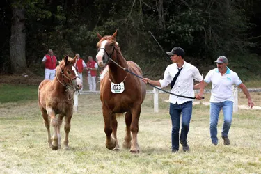 Une douzaine d'éleveurs et plus de quarante chevaux lourds au premier concours de Teilhet (Puy-de-Dôme)