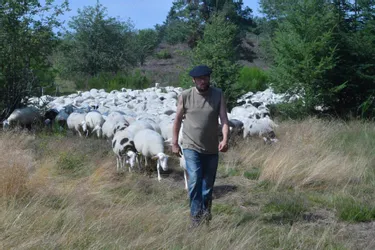 [En images] Vis ma vie de berger à la Tourbière du Longeyroux en Corrèze avec Fabrice et 600 brebis