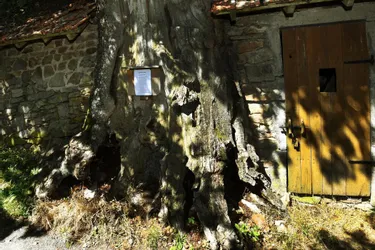 Le département du Puy-de-Dôme compte quatorze arbres remarquables, des végétaux exceptionnels