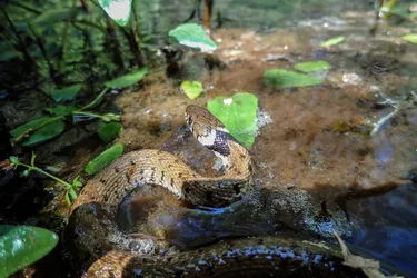 Beaux jours, déconfinement et serpents : comment se croiser et cohabiter avec ces reptiles en Auvergne ?