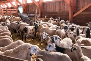 350 agneaux de Pâques restent confinés à Orcines (Puy-de-Dôme)